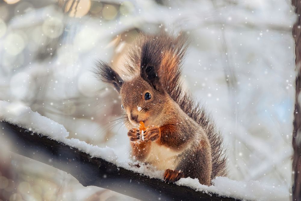 Photograph by Парфентьев Антон