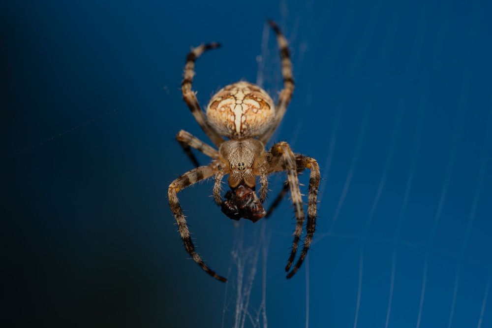 Фотография автора Виталий Сурков