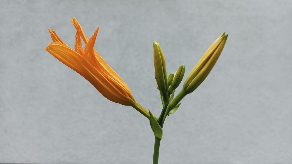 Photograph by Piotr Holinej