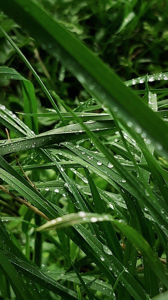 Капли после дождя