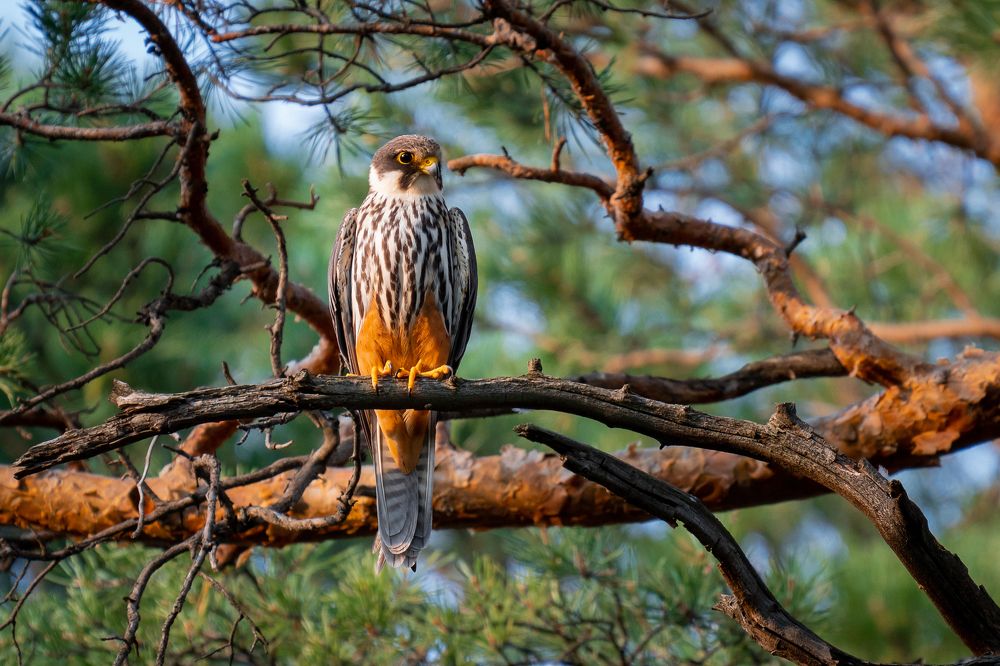 Photograph by Сергей Лебедев