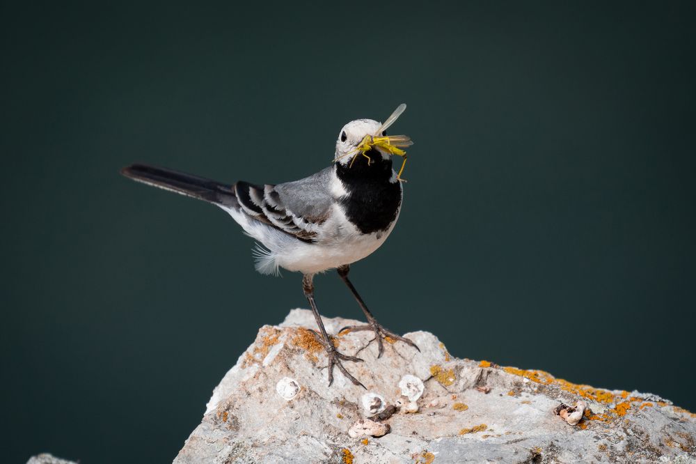 Photograph by Сергей Лебедев