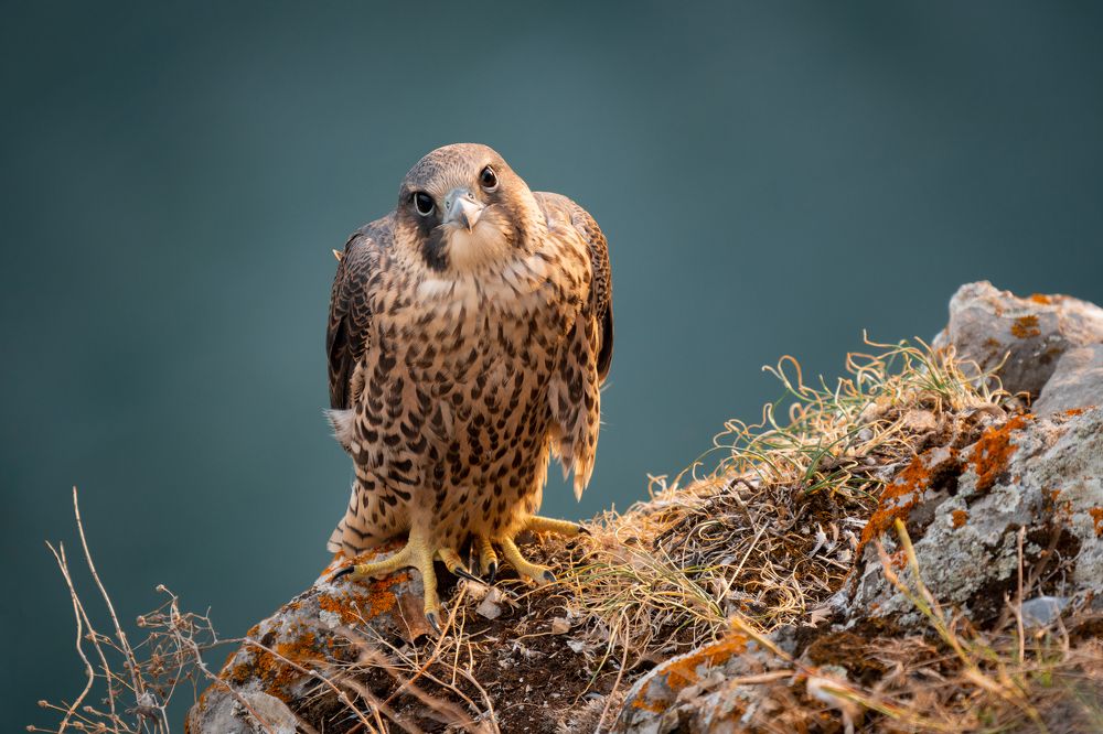 Photograph by Сергей Лебедев