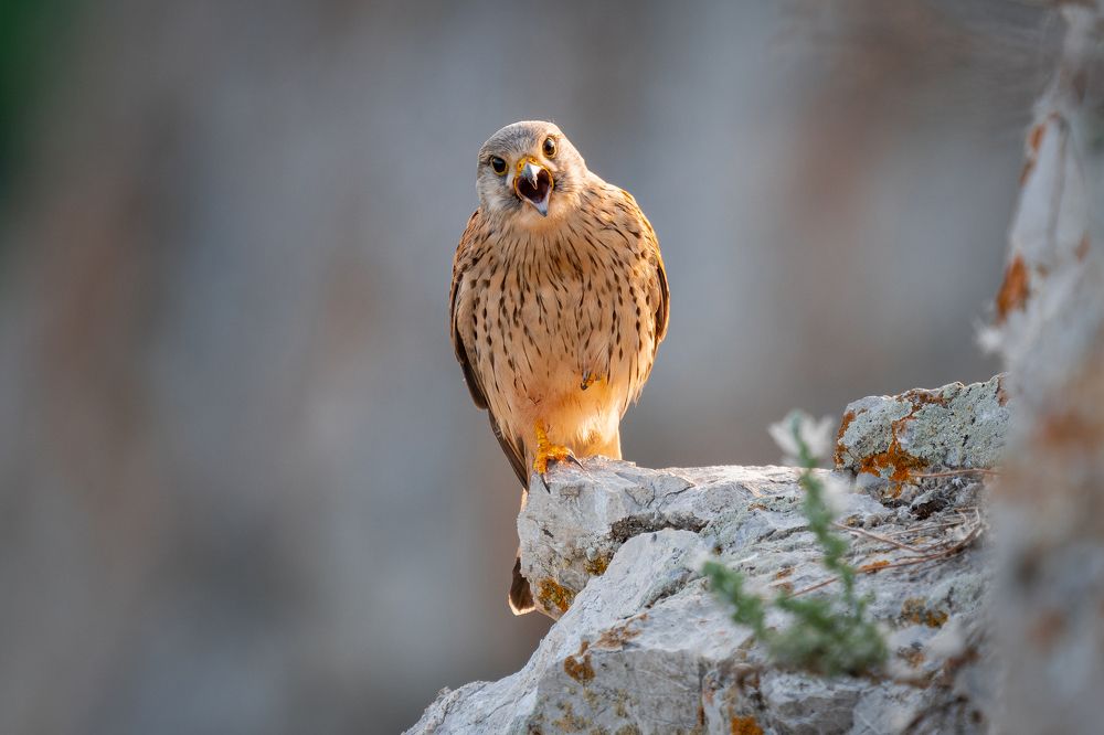 Photograph by Сергей Лебедев