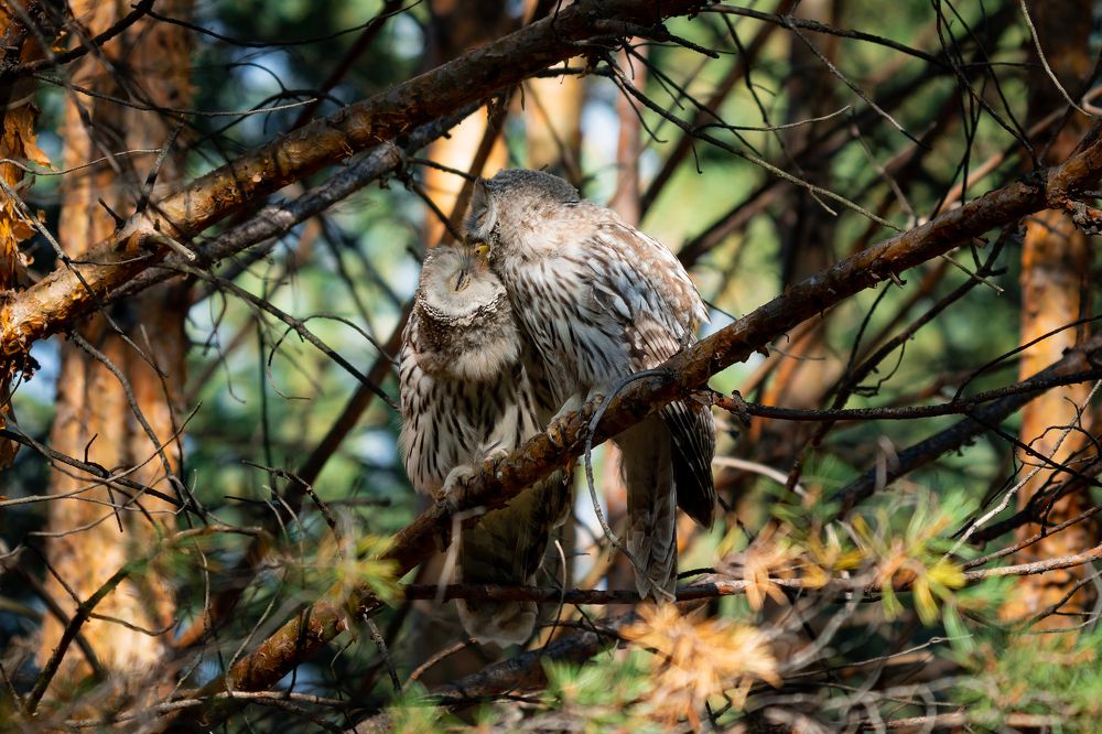 Photograph by Сергей Лебедев