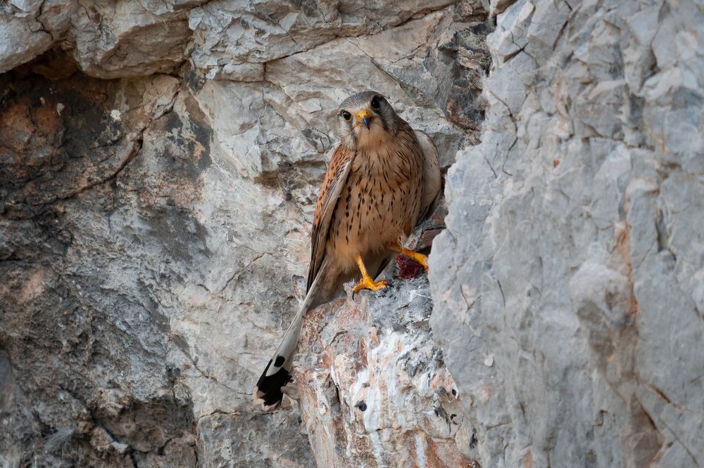 Photograph by Сергей Лебедев