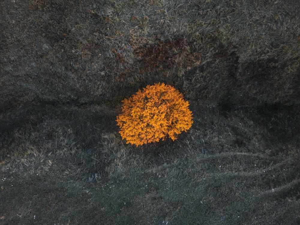 A solitary tree ablaze with autumn's fiery hues stands defiantly amidst a muted expanse of withering grass