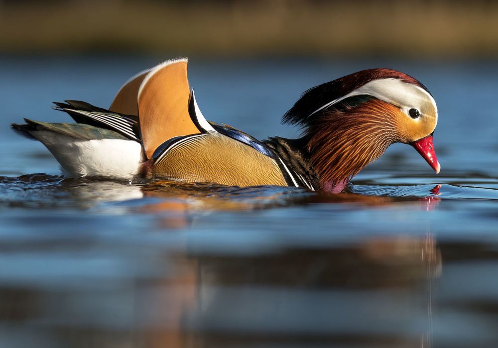 mandarin duck