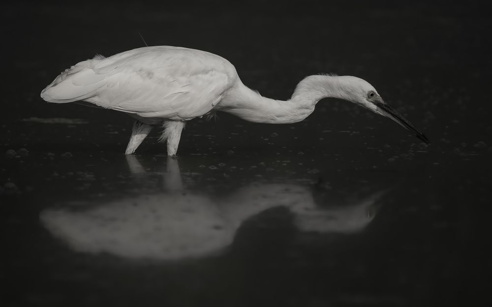 Photograph by Deepak KGK