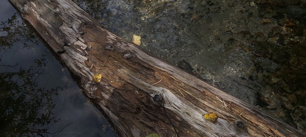 Дерево на пенсии