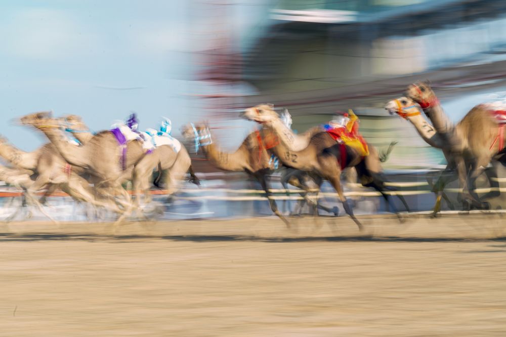 A Symphony of Hooves and Heartbeats