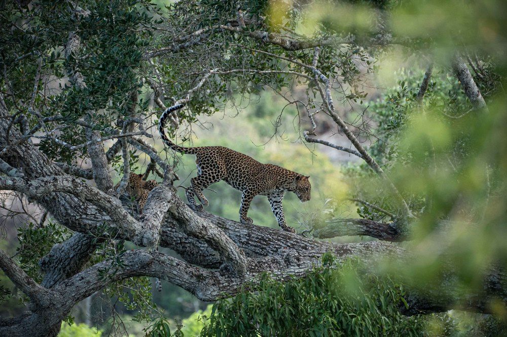 Stealthy Stride: Leopard's Journey Through the Canopy