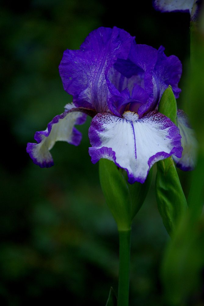 Photograph by Лилия Потравнова