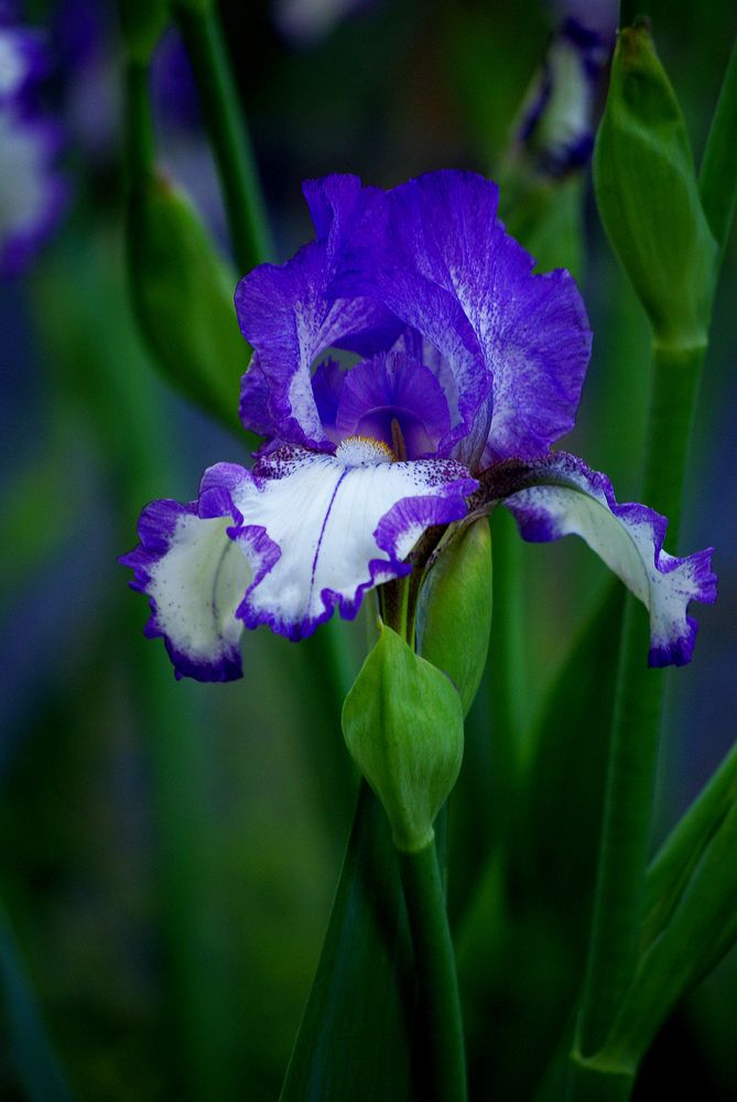 Photograph by Лилия Потравнова