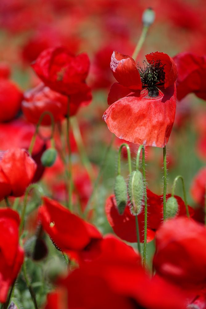 Photograph by Лилия Потравнова