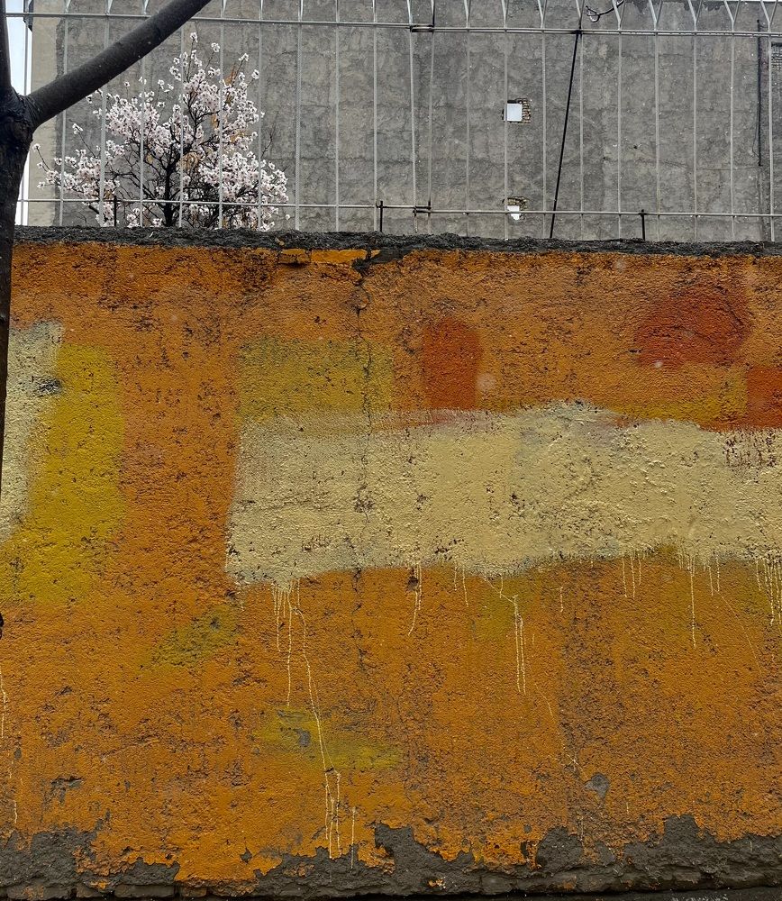 Blossom in the fence