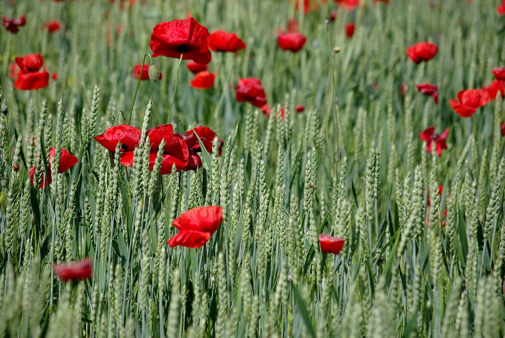 Маковый пейзаж