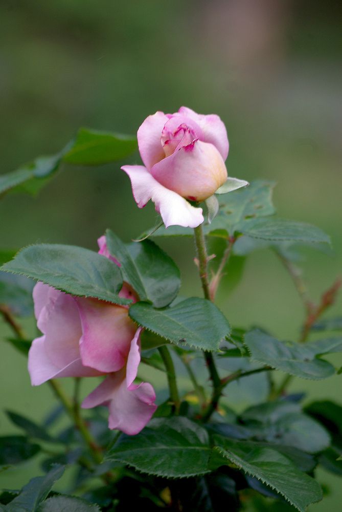 Очаровательная розы