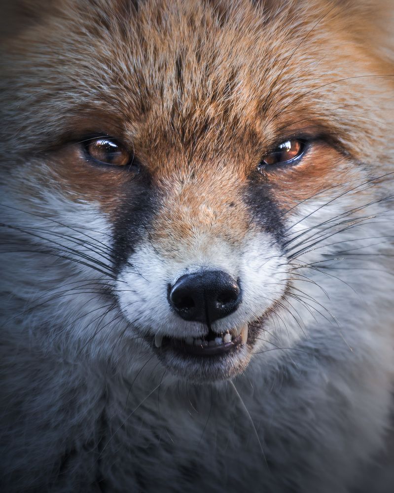 Photograph by Simone Caldonazzi