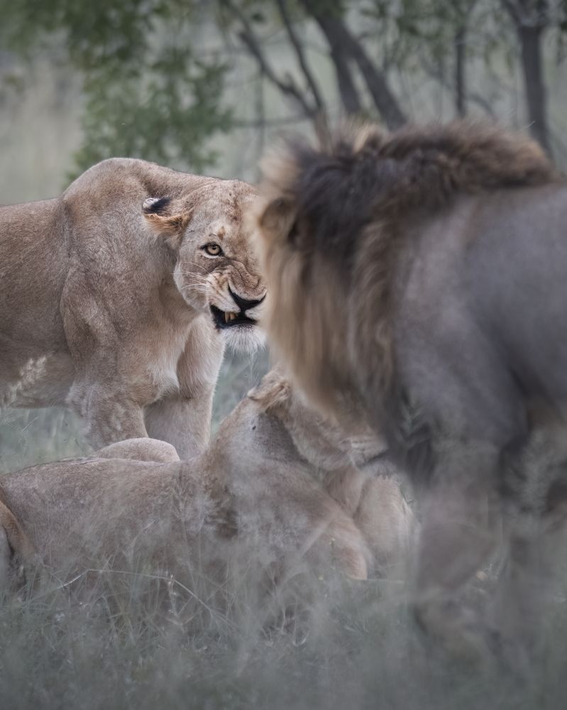 Photograph by Simone Caldonazzi