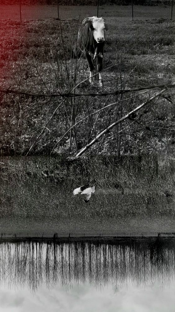 Photograph by amir mohammad manzouri