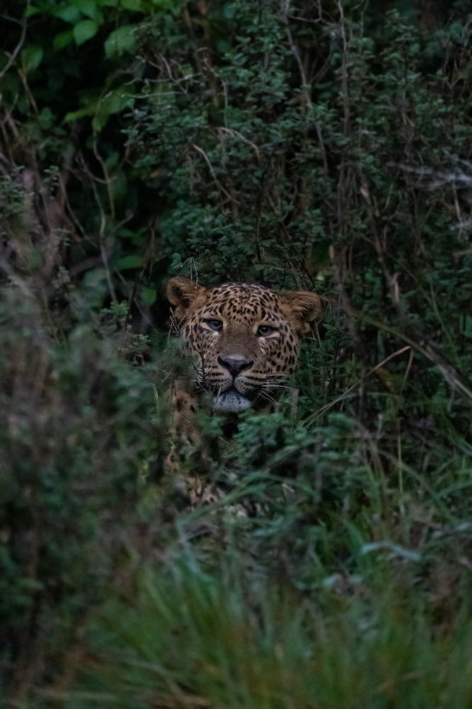 Photograph by Niveth Kumar