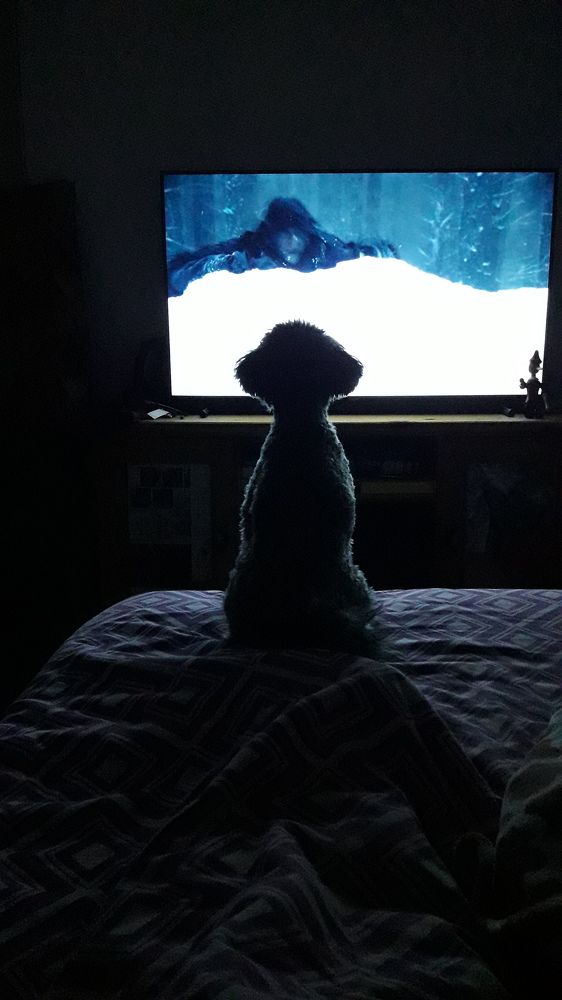 Mascota