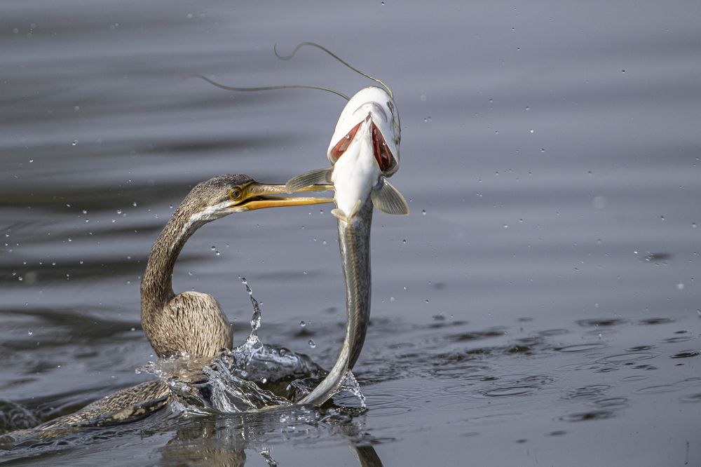 "Darter Fishing"