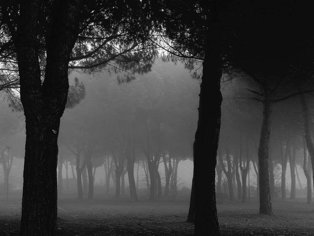 Photograph by Parisa Dehghani