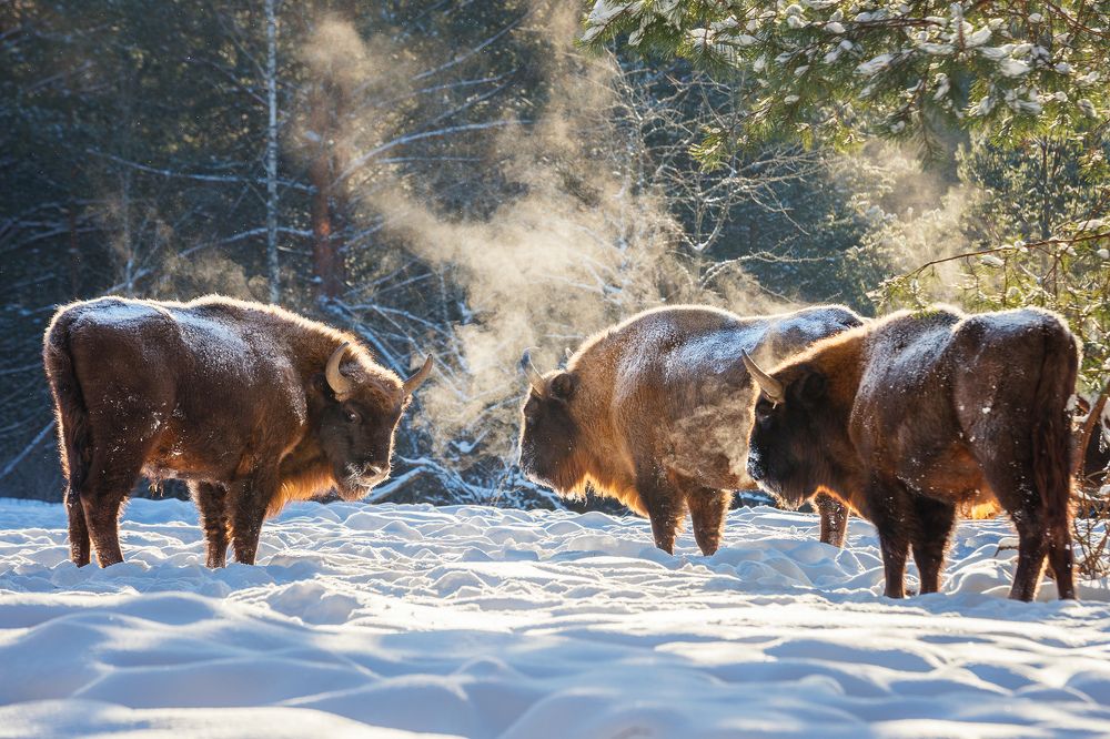 Мороз и солнце; день чудесный!