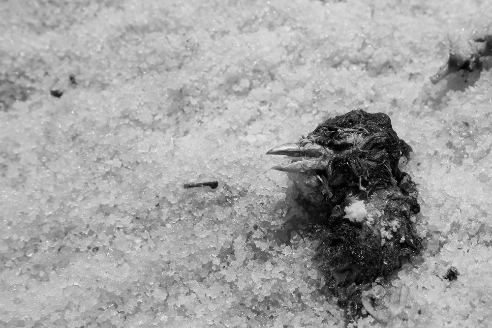 Photograph by Parisa Dehghani