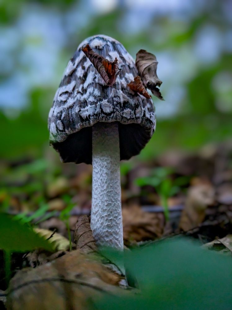 Magpie Inkcap