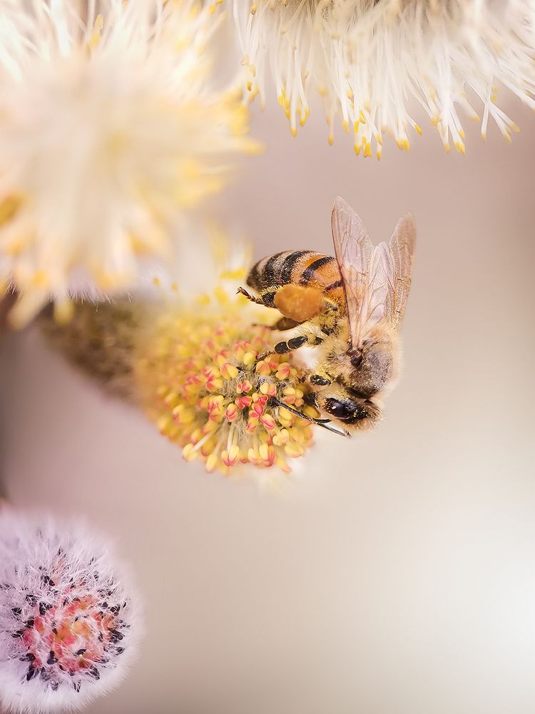 Фотография автора Ali Rouhi