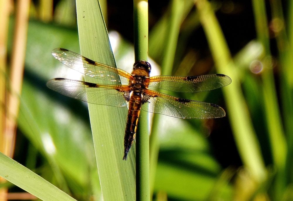 Photograph by backareva irina