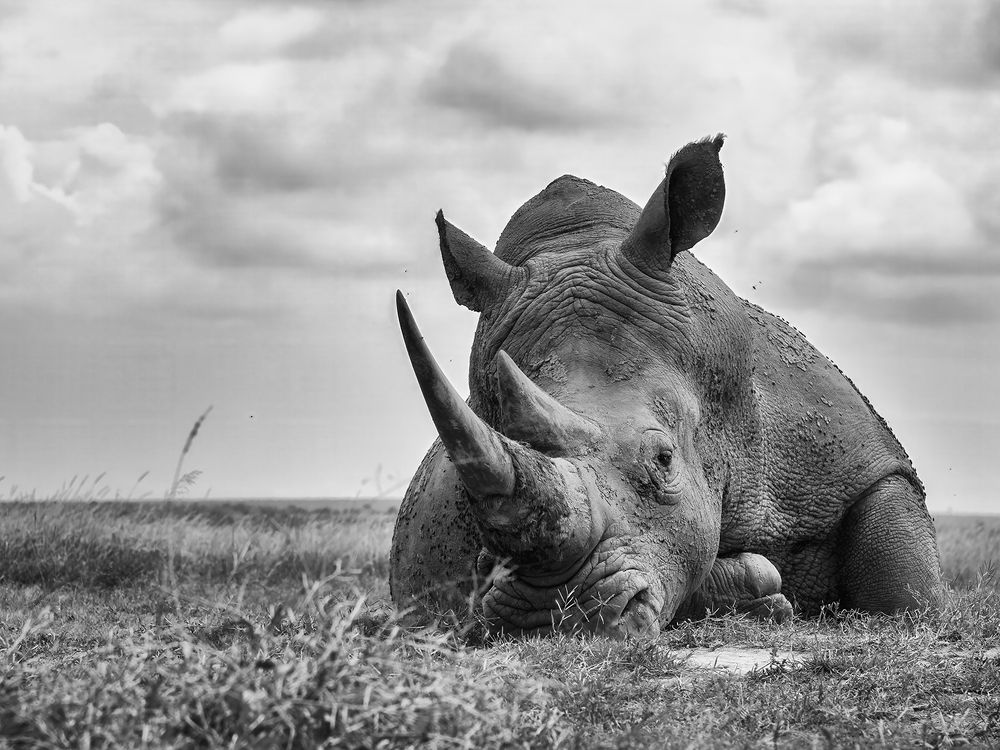 Solio's essence, stripped of colour, emerges in the timeless dance of light and shadows