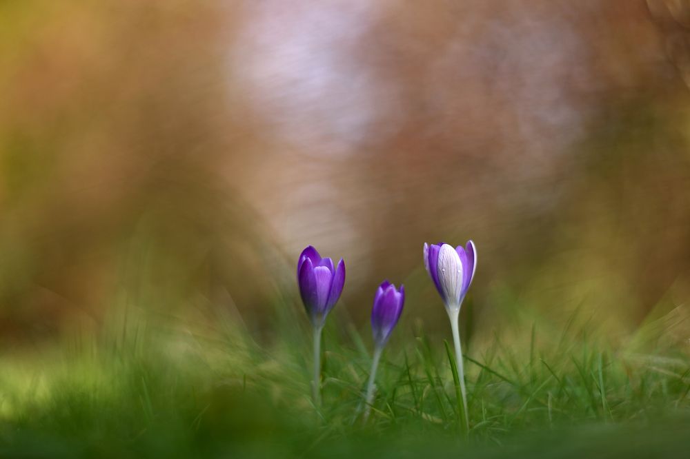 Photograph by Эдуард Колобошников