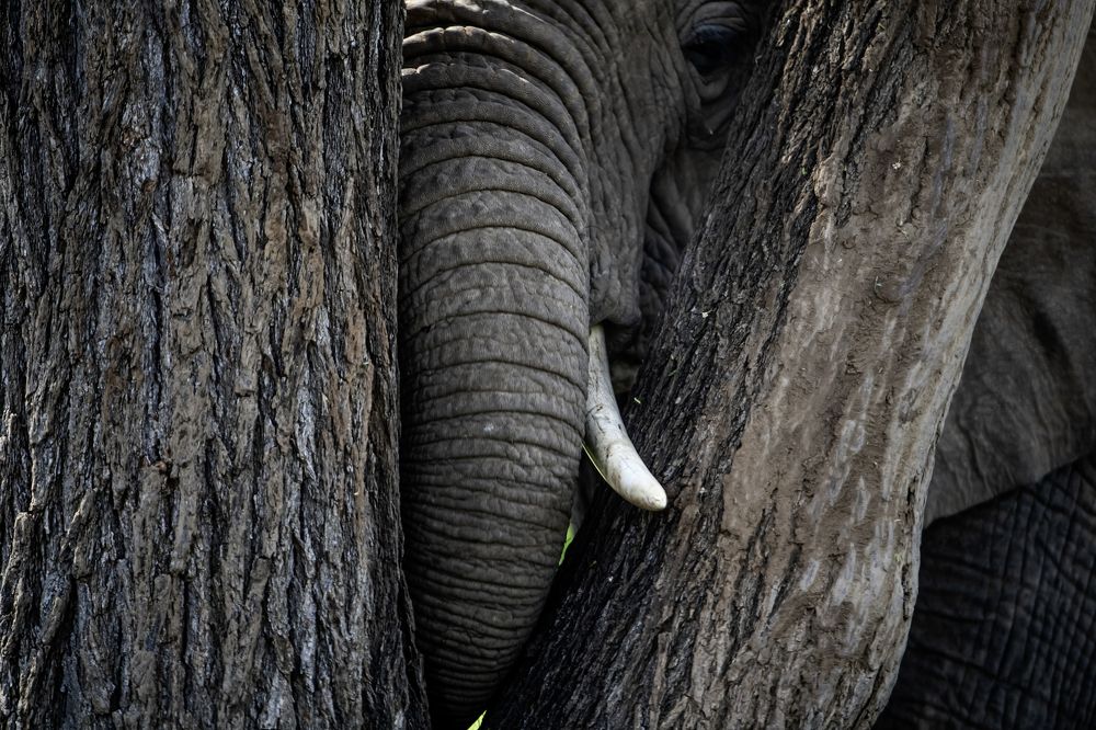 Photograph by Dilip Shah