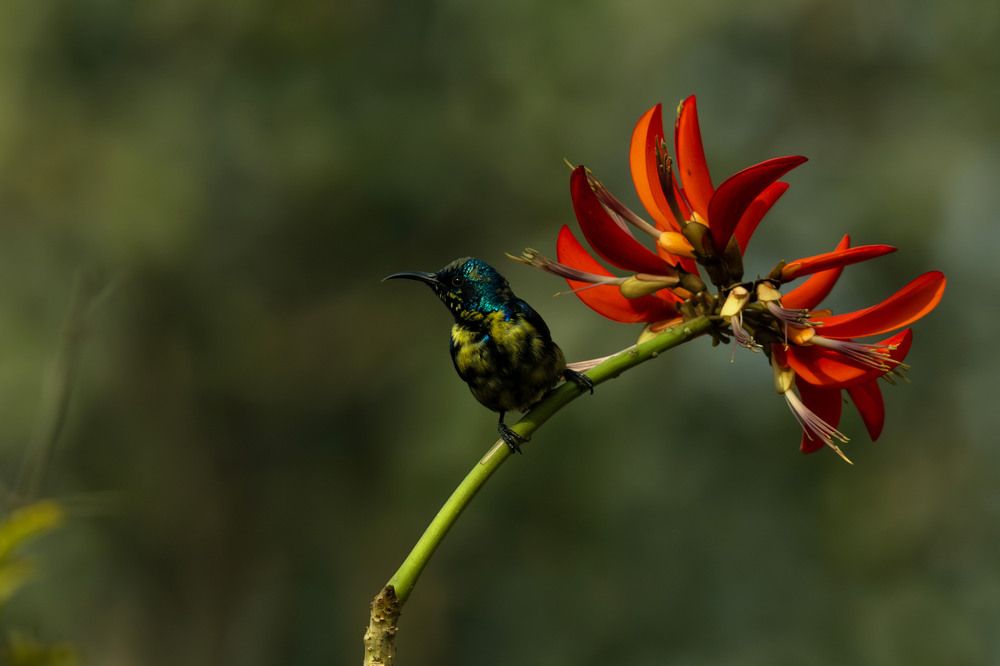 Nectar Serenade: A Sunbird's Solitude