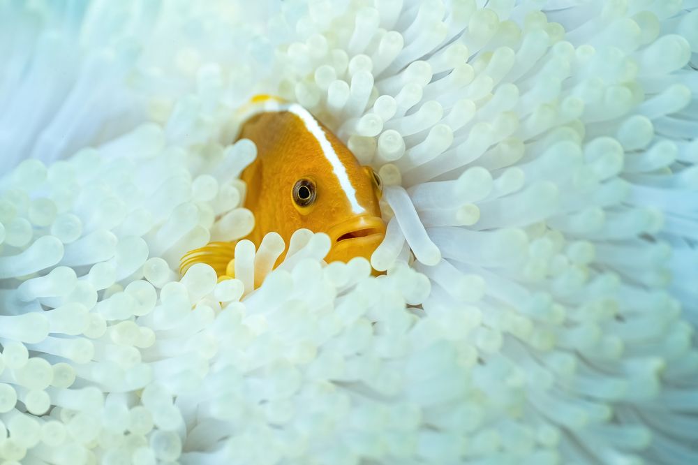 Photograph by Serge Melesan