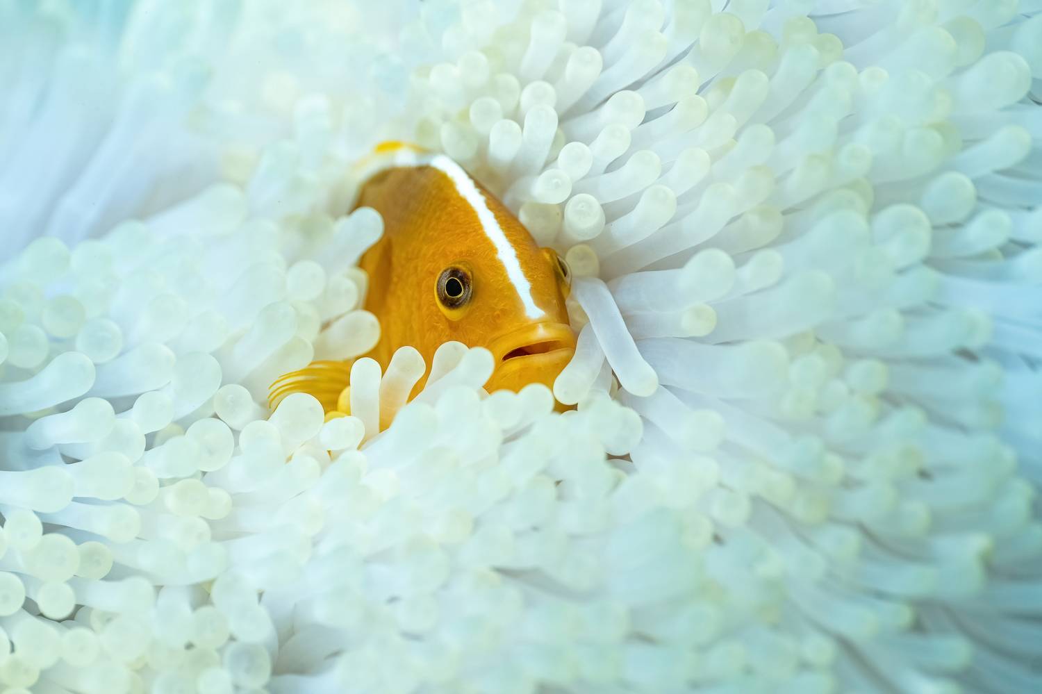 Фотография #10417108