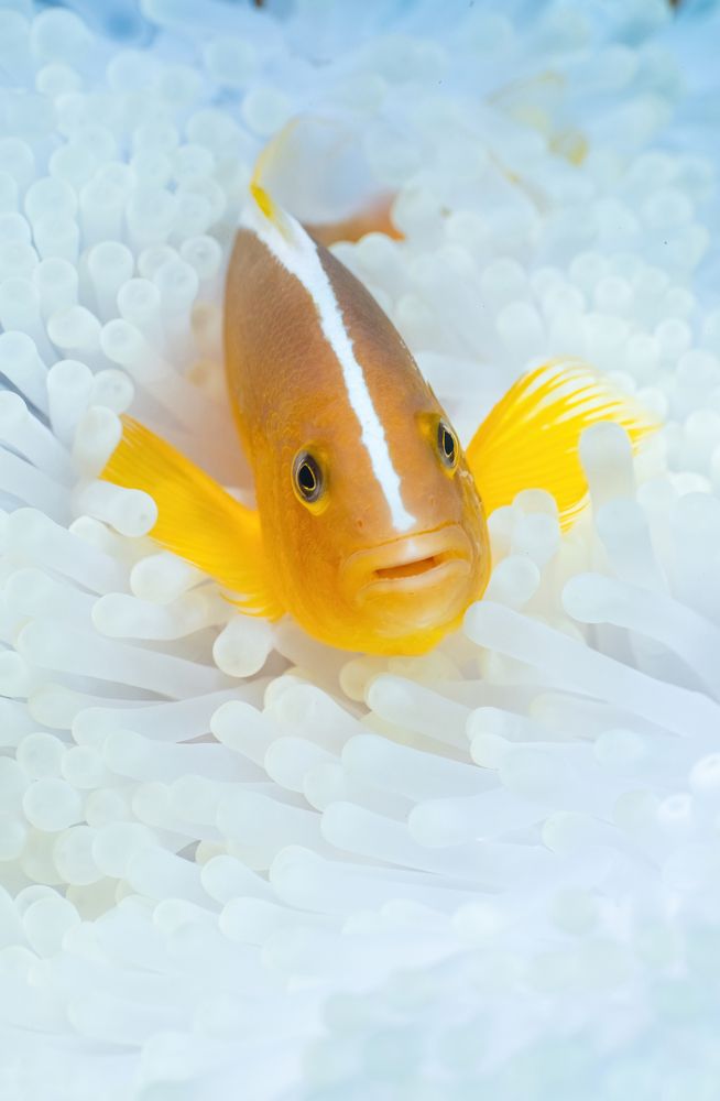 Photograph by Serge Melesan