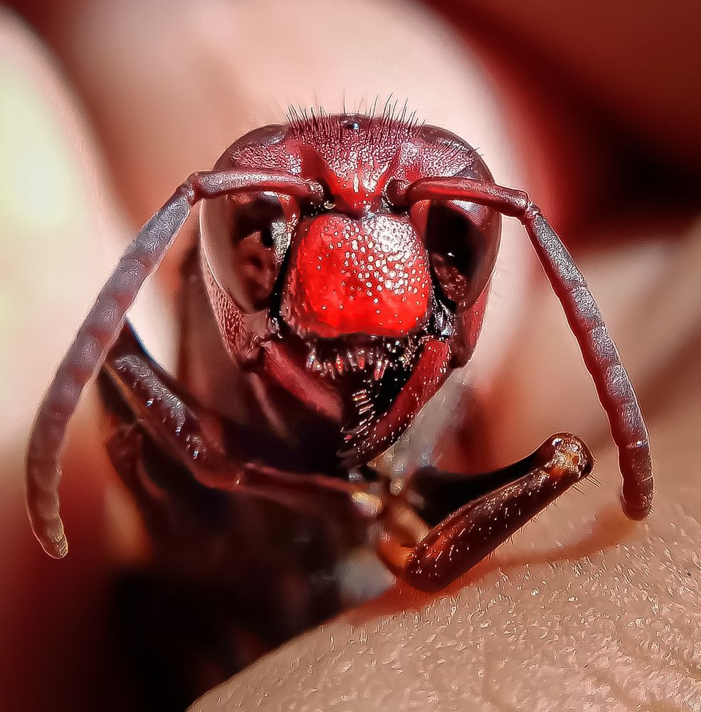 Photograph by A .Thimira dinisuru