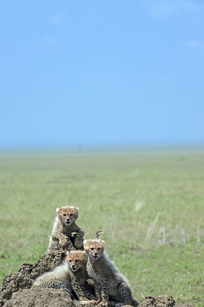 Photograph by Dilip Shah