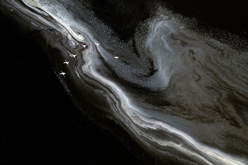 "The Flamingos of Lake Magadi"