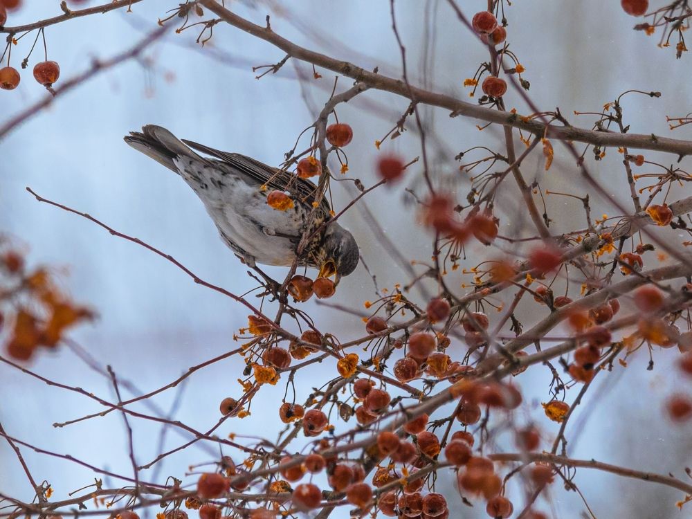 Дрозд и рябины