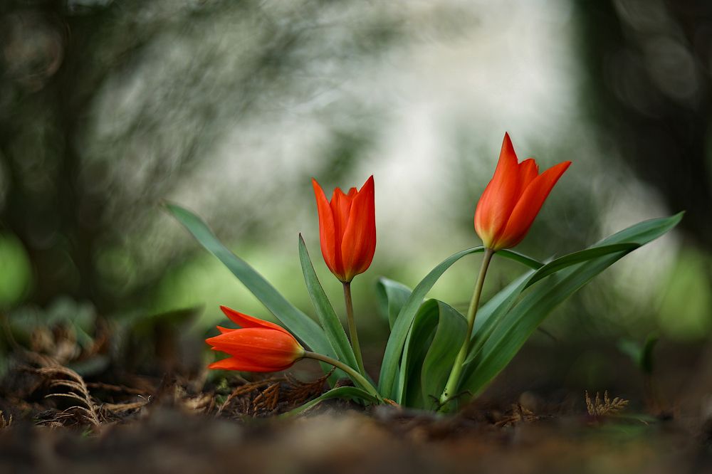 Photograph by Эдуард Колобошников