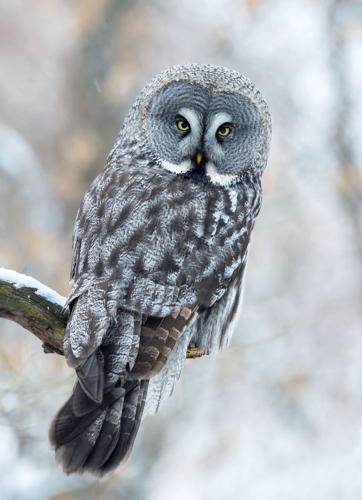 Бородатая неясыть. (Strix nebulosa)