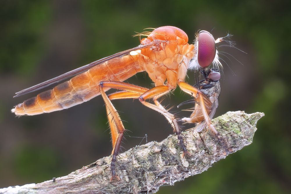 Photograph by Chen-You Li