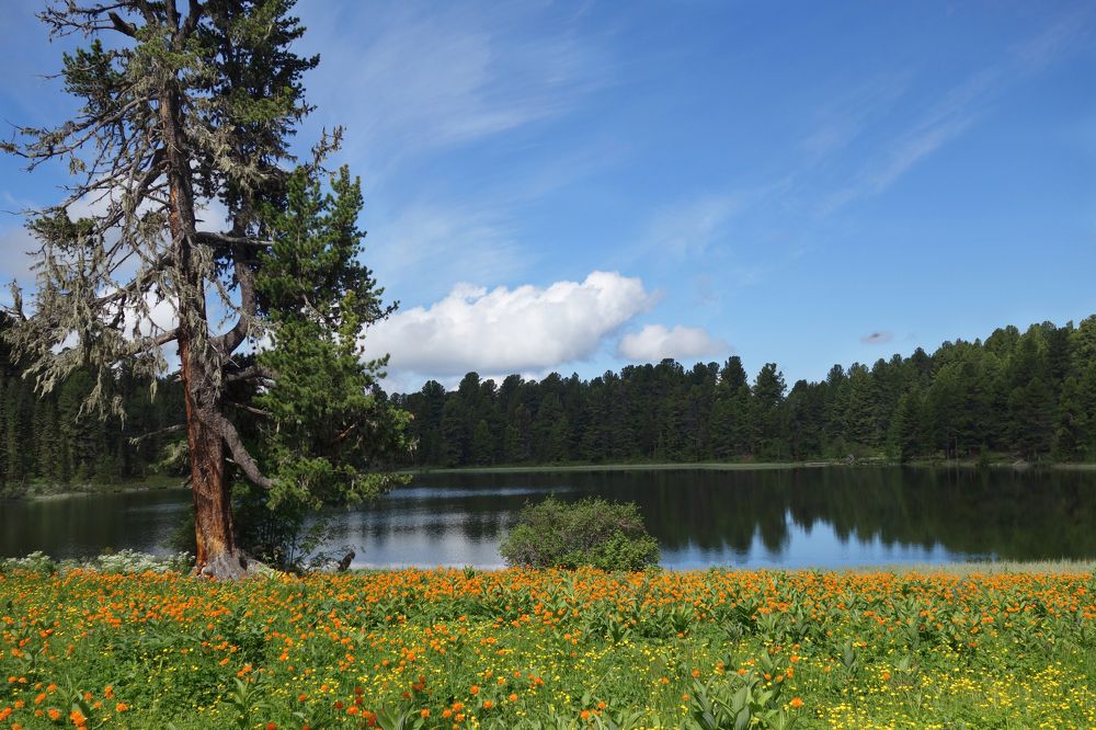 Лесное озеро