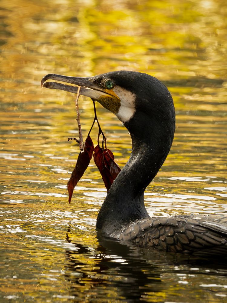 Photograph by Thamayanthi Nada Raja